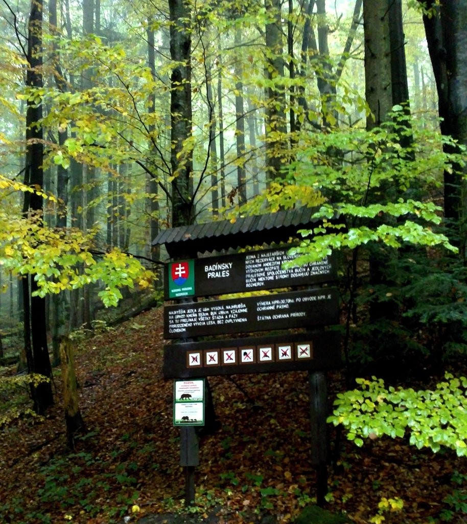 Badinský prales, Kremnické vrchy, Banskobystrický kraj, stredné Slovensko