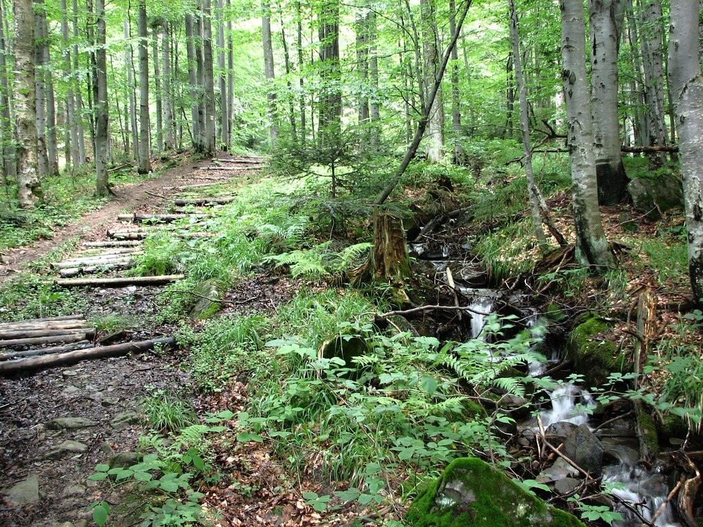 Národný park Poloniny, vychodné Slovensko