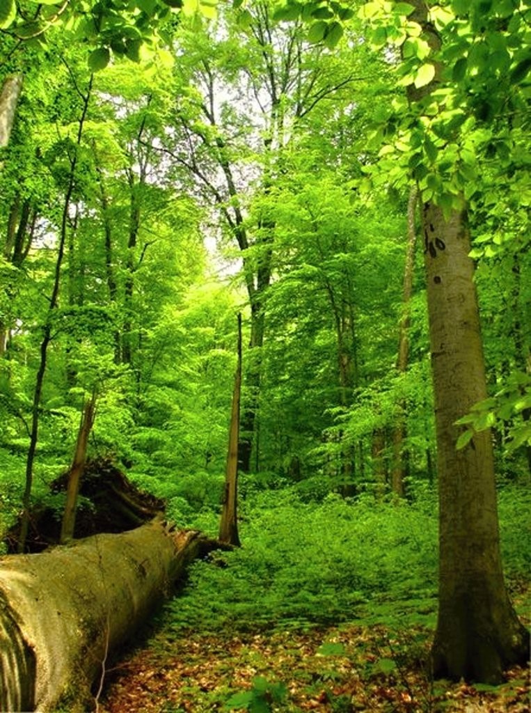 Prales Havešová (UNESCO), Národný park Poloniny, východné Slovensko