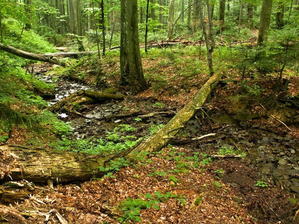 Prales Stužica, Národný park Poloniny, východné Slovensko