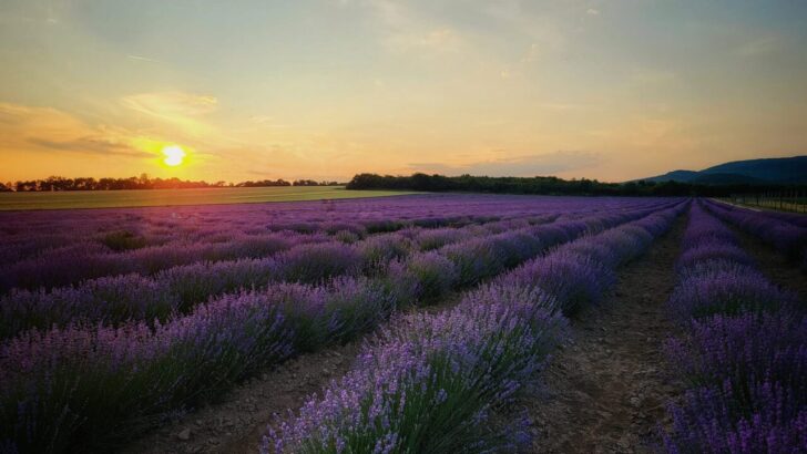 Levanduľová farma BeLavende