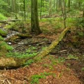 Bukový prales Stužica, Slovenské pamiatky UNESCO
