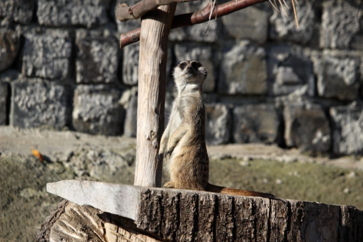 Zoo Košice, Kam do mesta Košice 3