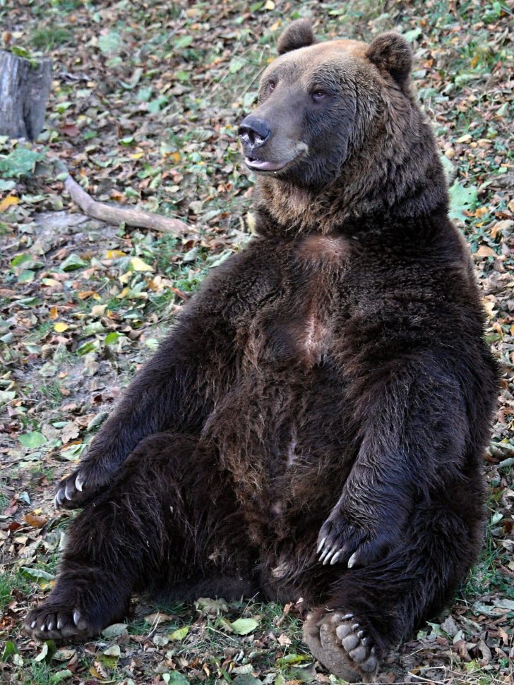 Zoo Košice, Kam do mesta Košice 5