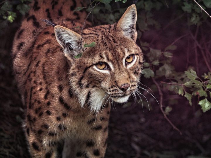 Zoo Košice, Kam do mesta Košice 6