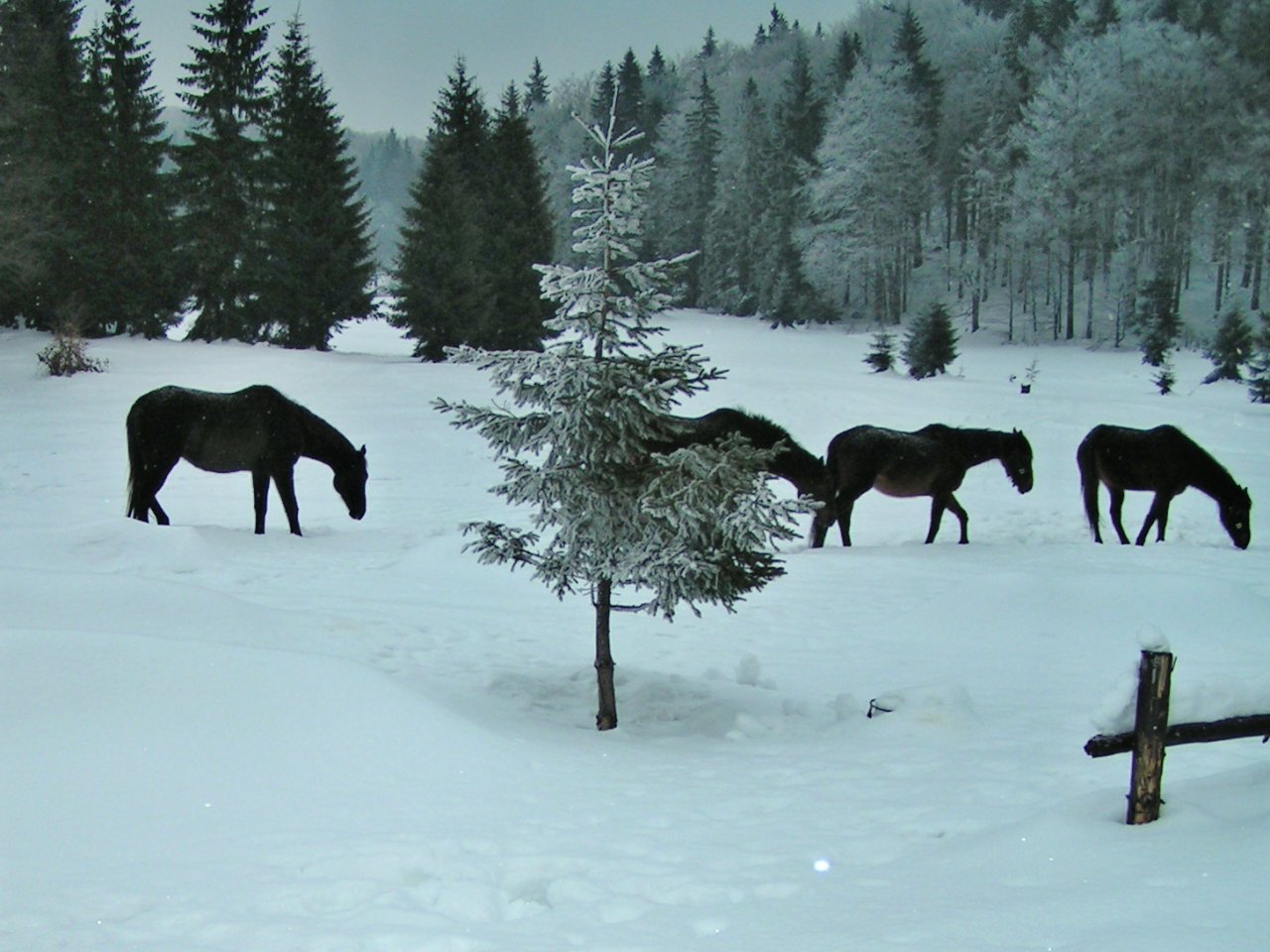 Koníky na Geravách v zime, Ľadový expres