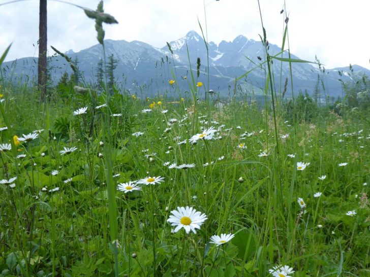 Tatranská Lomnica, Vysoké Tatry