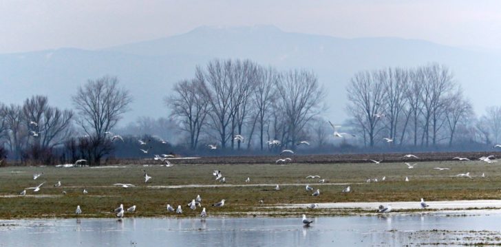 Sopka Vihorlat od Senianskych rybníkov, Východné Slovensko