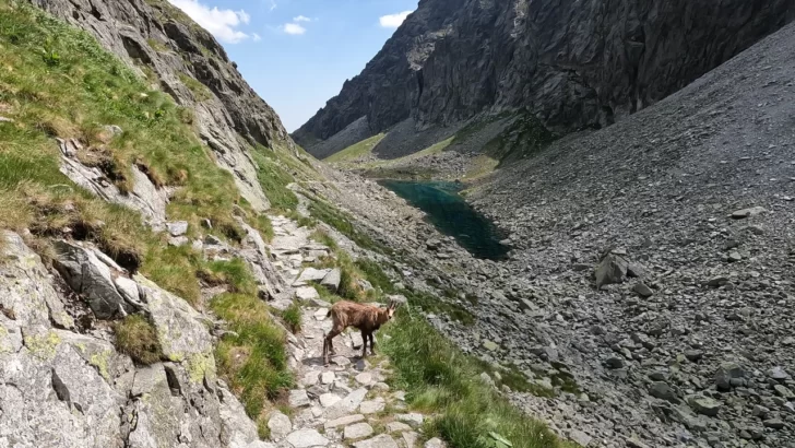 Mladý kamzík na turistickej ceste nad Dlhým plesom, Velická dolina, Vysoké Tatry