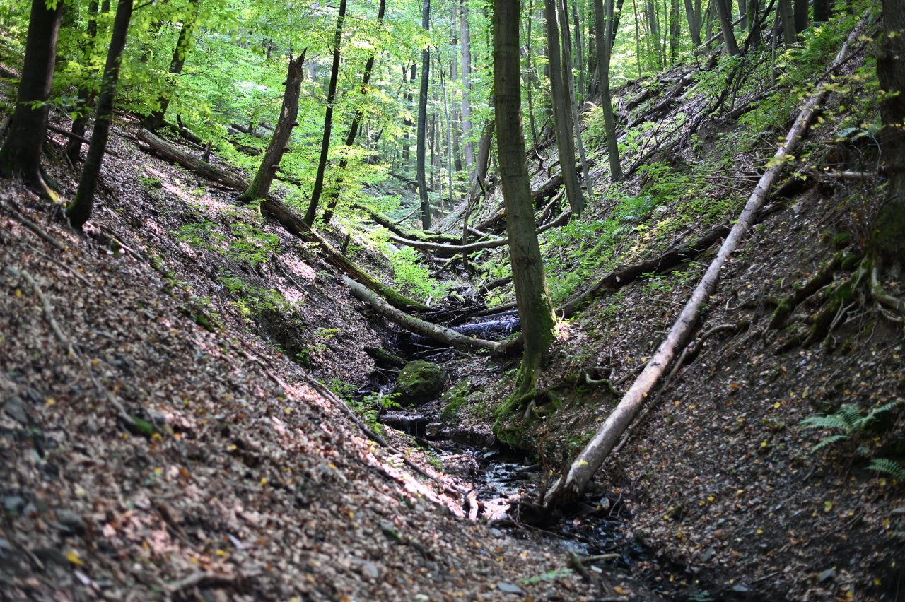 Les v Čermeľskom údolí, Košice