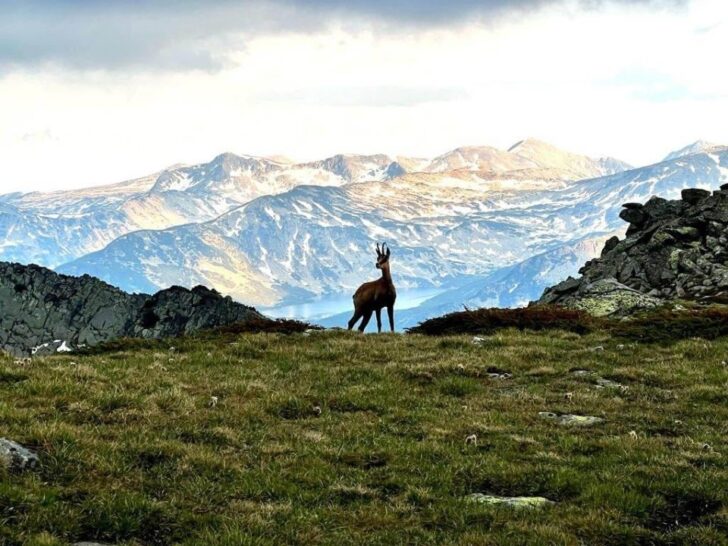 kamzík, Národný park Rila, Bulharsko