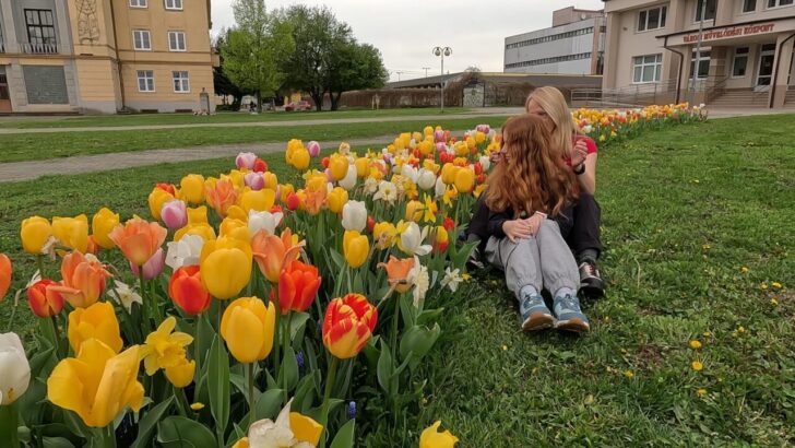 Tulipánový záhon Veľké Kapušany