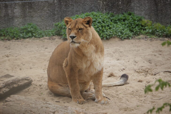 Zoo Košice